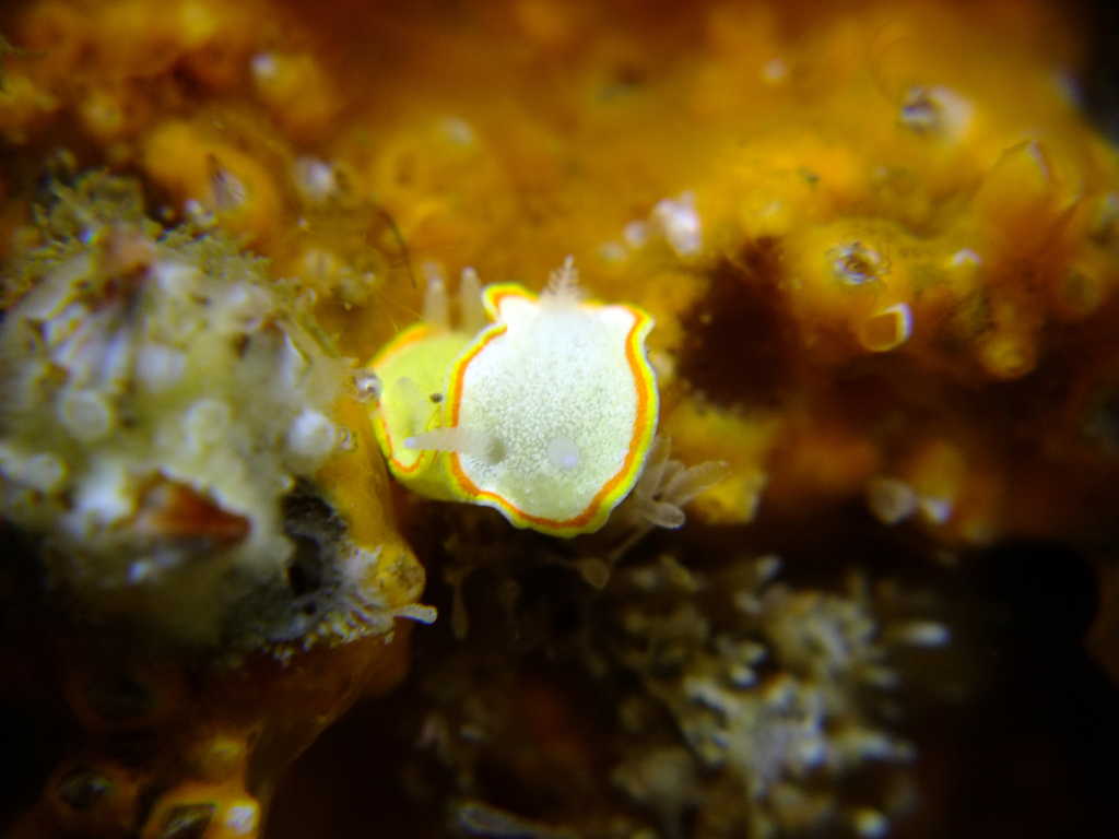 Calycidorididae