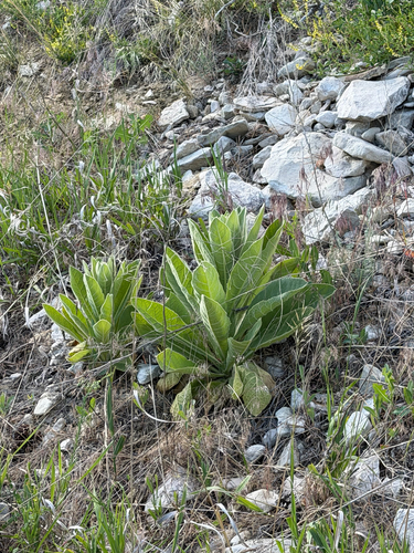 great mullein