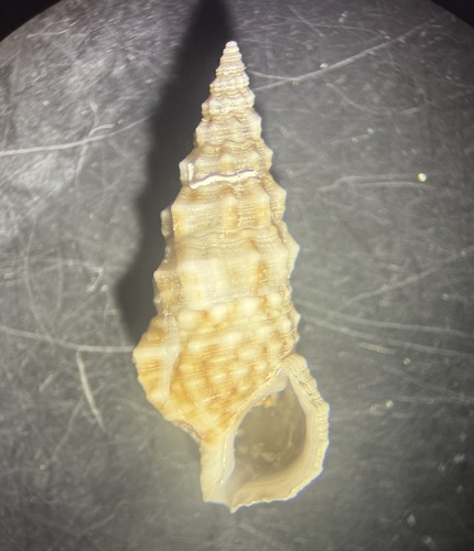 Cerithium eburneum observed 2026-05-14