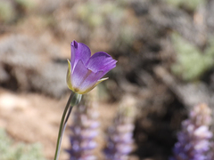Calochortus invenustus, photograph (c) James M. Maley, some rights reserved (CC BY)