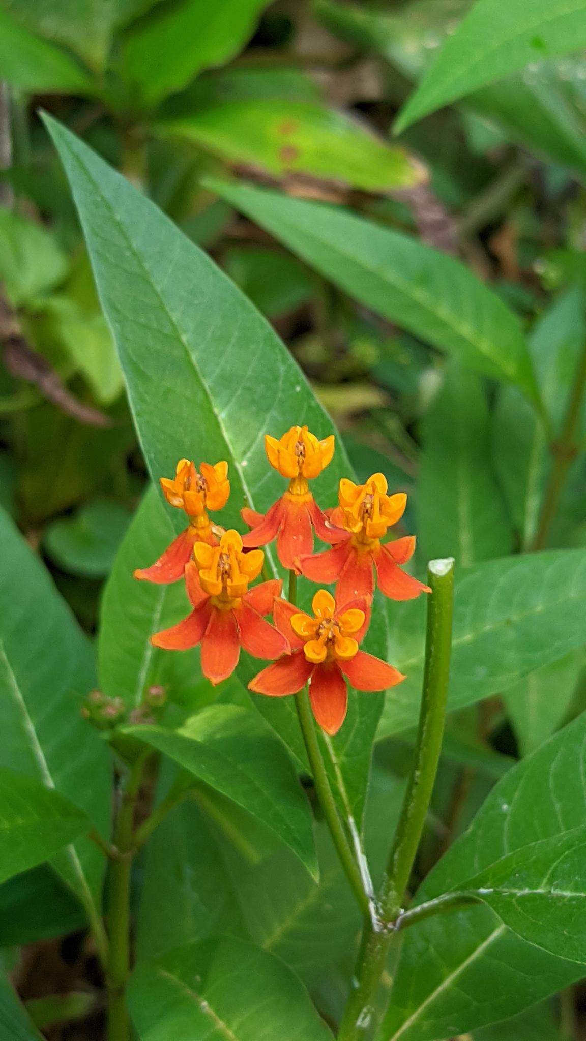Asclepias curassavica