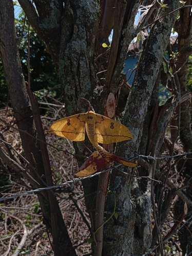 Imperial Moth