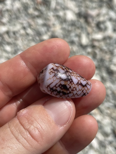 Conus retifer observed 2026-06-14