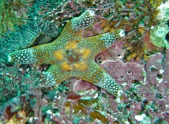 Callopatiria
