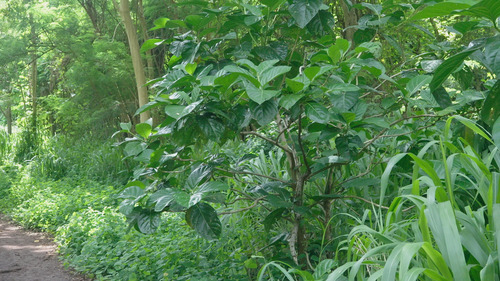 Morinda citrifolia observed 2026-06-14