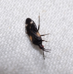 Anthocoris simulans