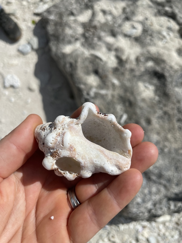 Mancinella armigera