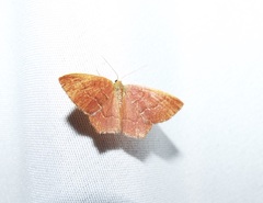 Thalera pistasciaria