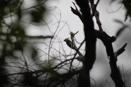 Pileated Woodpecker