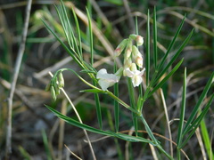 Lathyrus pannonicus collinus