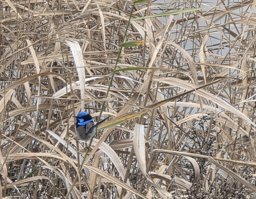 Superb Fairywren