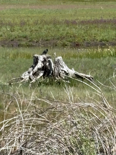 iNaturalist observation photo of Red-winged Blackbird