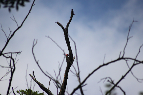 Red-bellied Woodpecker