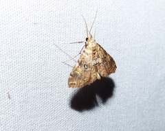 Elophila faulalis