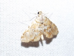 Elophila faulalis