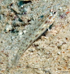 Ctenogobiops pomastictus