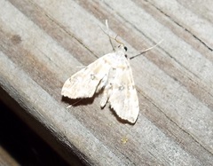 Elophila faulalis