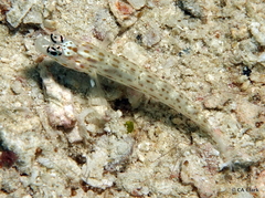Ctenogobiops pomastictus