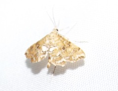 Elophila faulalis