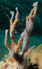 Ophiothela