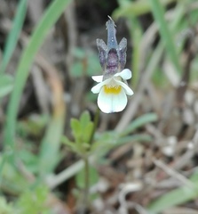 Viola kitaibeliana