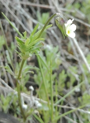 Viola kitaibeliana
