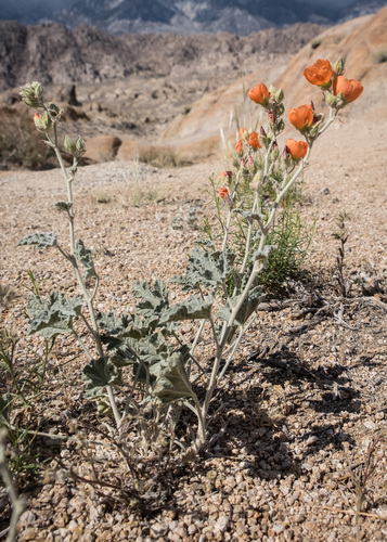 Sphaeralcea ambigua