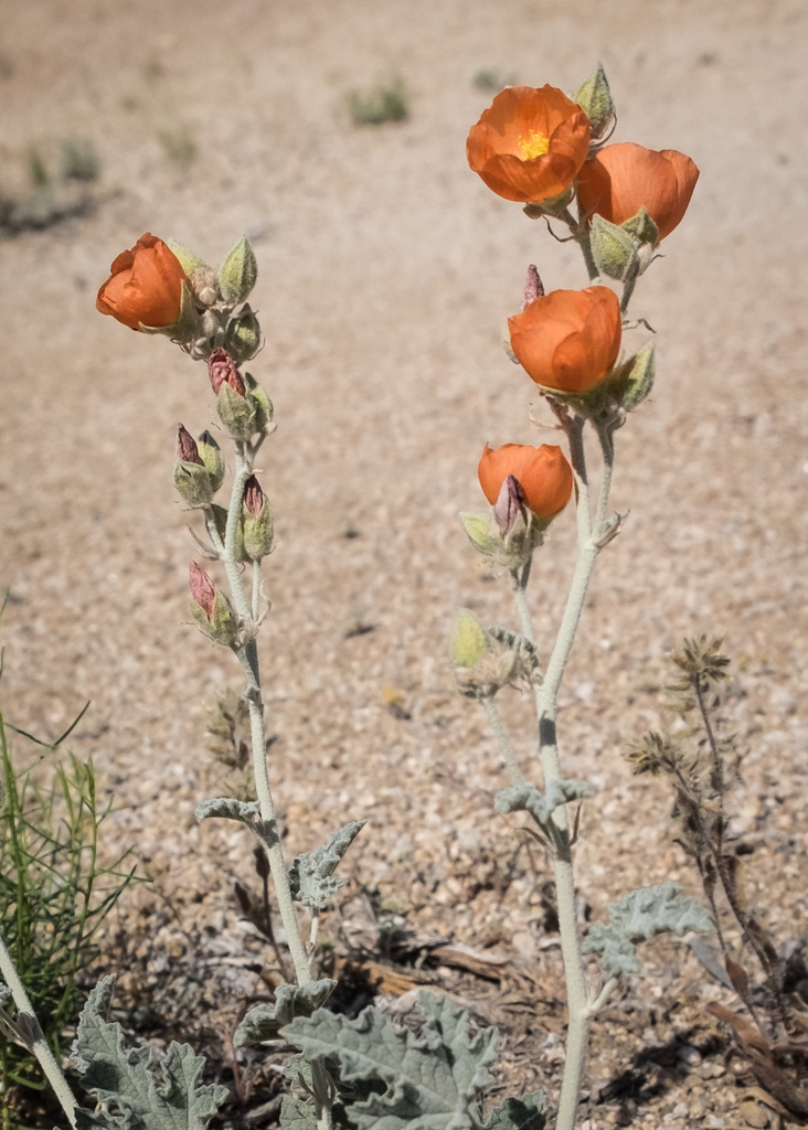 Sphaeralcea ambigua, Inyo County, CA, USA