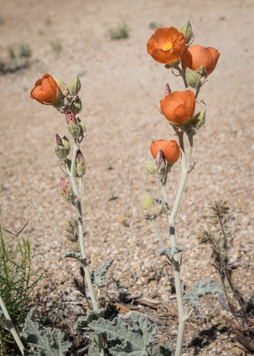 desert globemallow (Sphaeralcea ambigua)