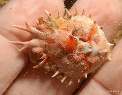Schizophrys