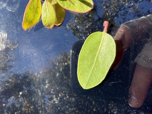 Arctostaphylos montereyensis, photograph 1