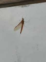 Ephemeroptera
