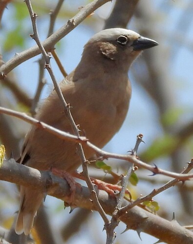Grey-capped Social Weaver (Pseudonigrita arnaudi), photo 7