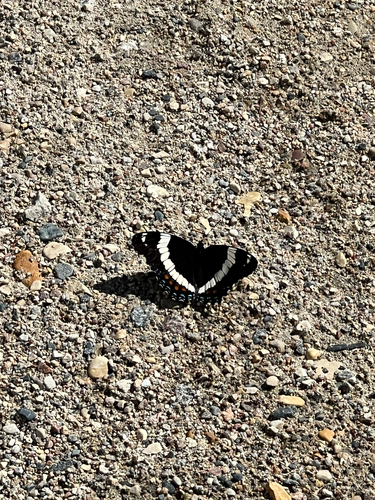 Red-spotted Admiral