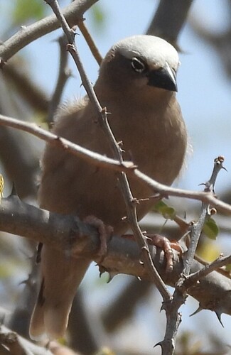 Grey-capped Social Weaver (Pseudonigrita arnaudi), photo 2