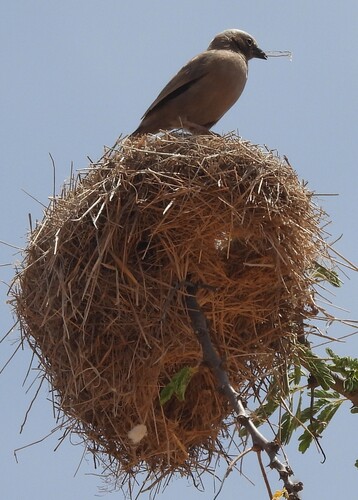 Grey-capped Social Weaver (Pseudonigrita arnaudi), photo 7