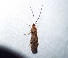 Banksiola concatenata