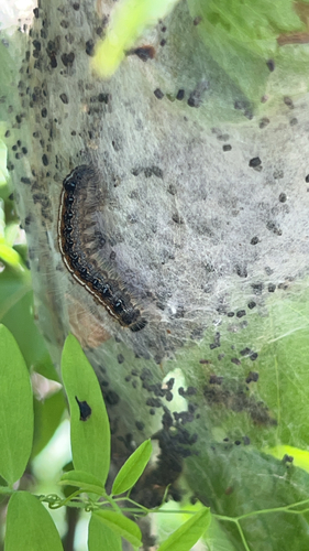 Eastern Tent Caterpillar Moth