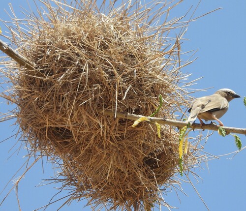 Grey-capped Social Weaver (Pseudonigrita arnaudi), photo 8
