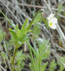 Viola kitaibeliana