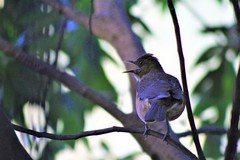 Turdus grayi