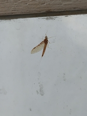 Ephemeroptera