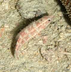 Oxycheilinus orientalis