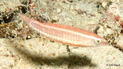 Oxycheilinus orientalis