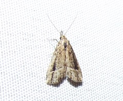 Schrankia macula