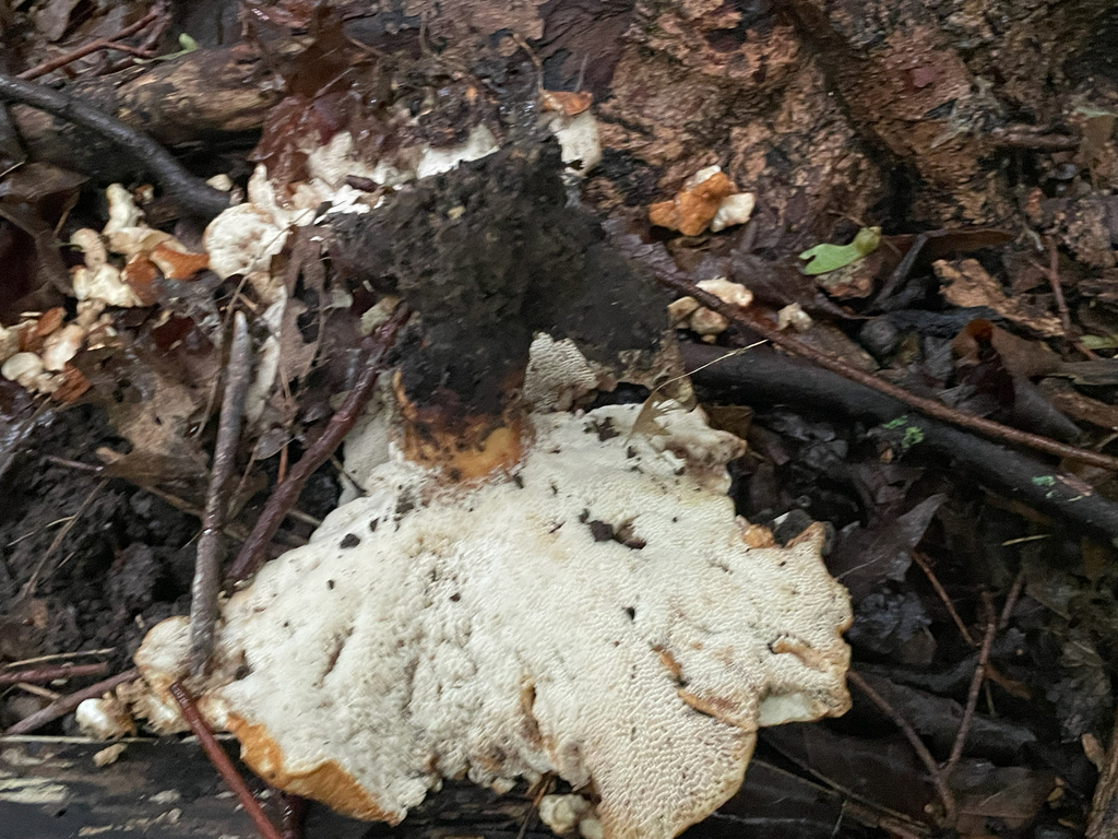 Rooting Polypore