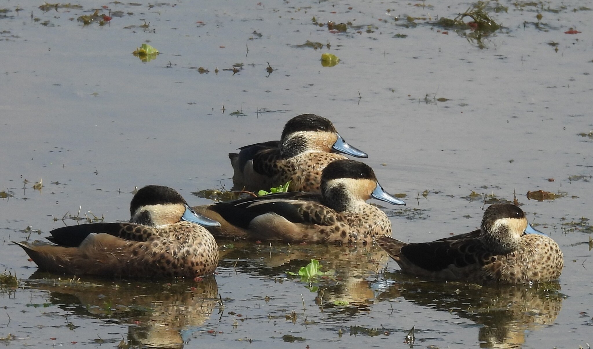 Blue-billed Teal (Spatula hottentota), photo 2
