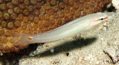 Amblygobius decussatus