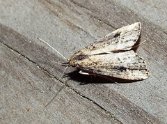 Schrankia macula