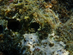 Alloblennius jugularis